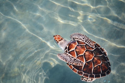在水面上游泳的海龟